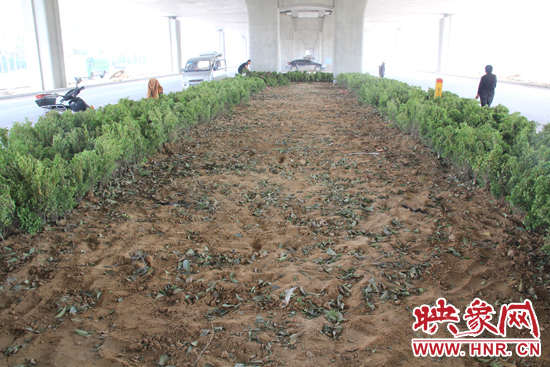 4月17日，當(dāng)記者經(jīng)過該路段時，發(fā)現(xiàn)那些“大葉女貞”并沒有繼續(xù)留在橋下生長，而是被悄悄移走了。