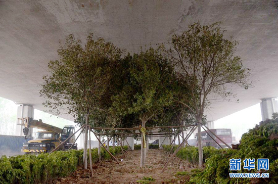 鄭州紫辰路與南三環(huán)交叉口向西，南三環(huán)快速路立交橋下，種植了40余棵大葉女貞，樹木已與立交橋底齊高。