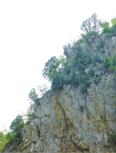 南太行山崖長的只是側柏,不是崖柏。