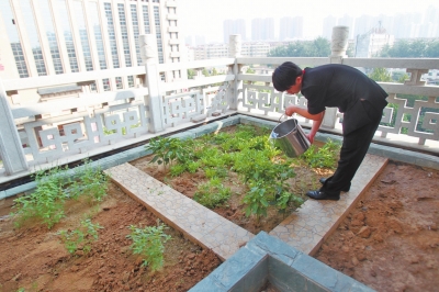 鄭州某酒店在樓頂打造的菜園子，服務(wù)員正在澆水。