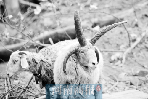 “咩……我的原主人說，他養(yǎng)了一輩子羊，也沒見過我這種情況”