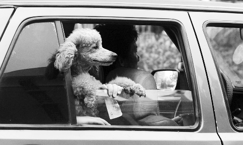 再帶著寵物出門坐出租車，可得想好了