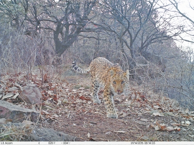 濟源蟒河林場發(fā)現金錢豹 被確認至少存在3只以上