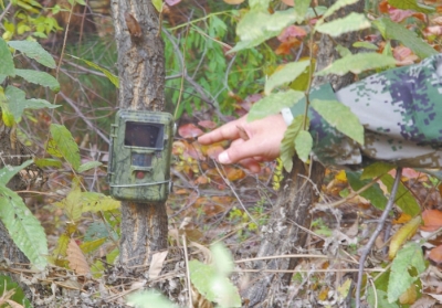 濟源蟒河林場發(fā)現金錢豹 被確認至少存在3只以上