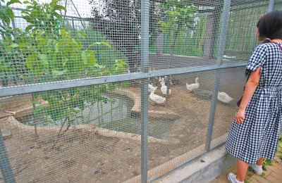 救助鳥類的大籠子里沒有鳥類，鴨子和鵝占了“鵲巢