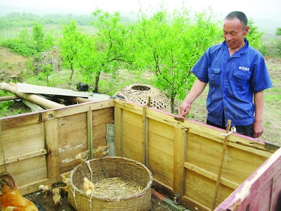 弟弟趙文富向記者介紹他們養(yǎng)雞的地方。