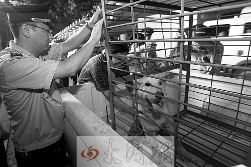 相關(guān)部門將加強(qiáng)管理，今年12月起烈性犬一律沒收。 （資料圖）