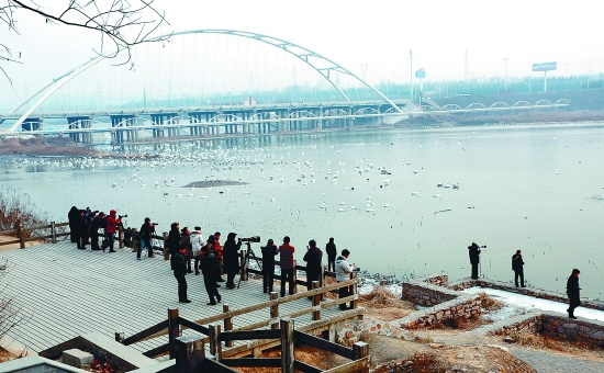 “哇!好多白天鵝?！? border=