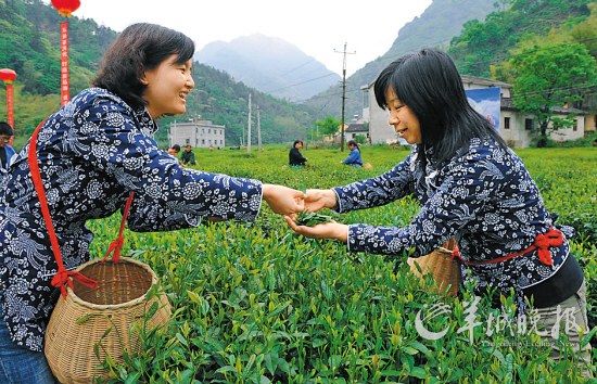 　　名茶六安瓜片原產(chǎn)地,游客身穿采茶女服裝在茶園體驗采摘新茶的樂趣。