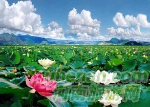 爸爸去哪兒？親密接觸荷花仙子