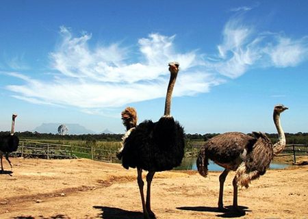 圣誕元旦將至鴕鳥(niǎo)園送驚喜