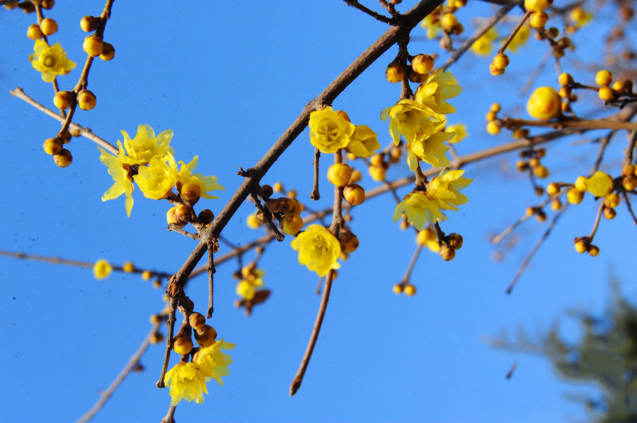 綠博園臘梅盛開(kāi)香滿園 俏立枝頭待客來(lái)