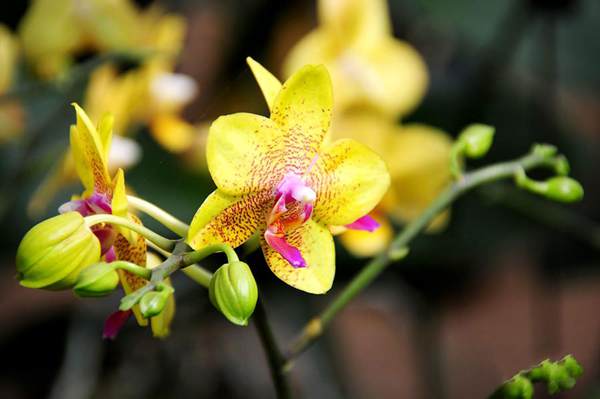 過年7天樂，老家河南春節(jié)享樂全攻略