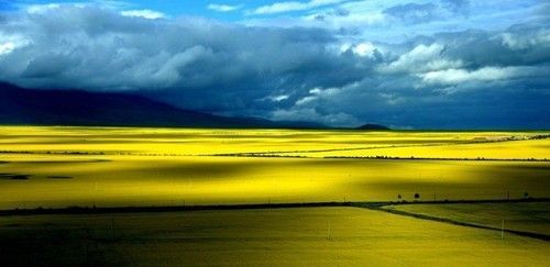 盤(pán)點(diǎn)全國(guó)13處絕美的油菜花觀賞地