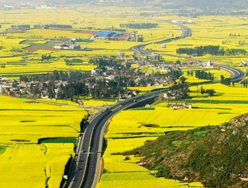 如何拍攝油菜花？達人教你7個拍攝技巧