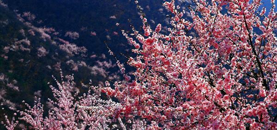 撿垃圾換玫瑰 女人節(jié) 愛在神農山！