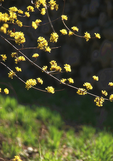 有一種呼喚，叫春天里的蟒河！
