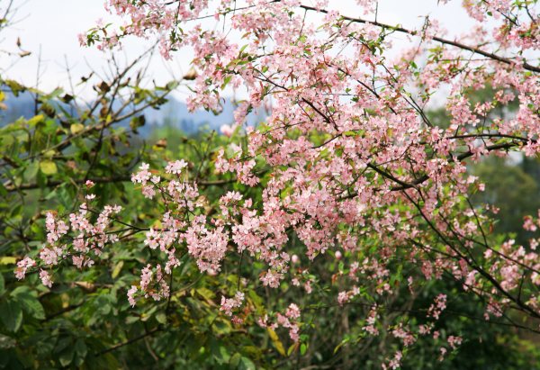 春享峨眉，樂游其中，且玩且珍惜
