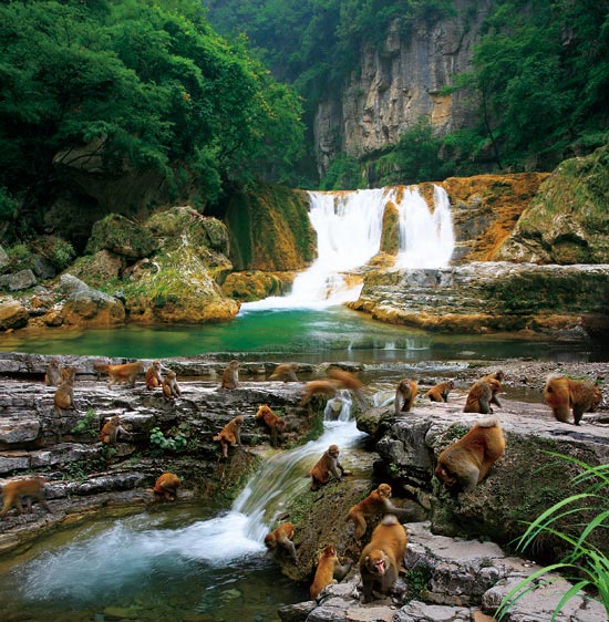 小長假游客扎堆蟒河、擠爆猴山