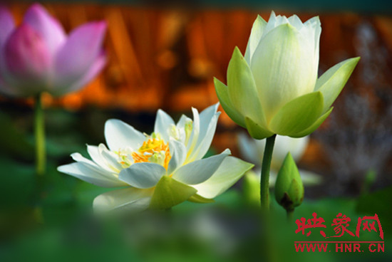 7月5日,第七屆淮陽荷花節(jié)將于7月8日正式拉開序幕。