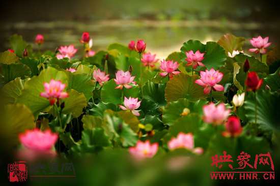 7月5日,第七屆淮陽荷花節(jié)將于7月8日正式拉開序幕。