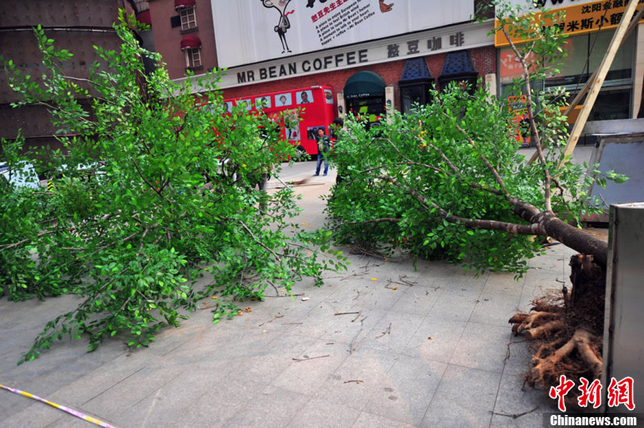 我和我的小伙伴們都驚呆了！沈陽真樹"種"上假樹葉