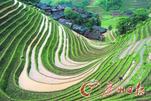 　　龍勝梯田錯落有致。