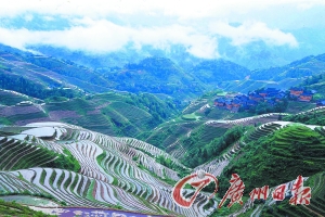 　　龍勝梯田大氣而立體。