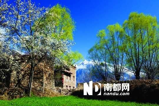 　　三月里,川西北的梨花盛放,寨子、碉樓、梨花……構(gòu)成最美的丹巴風(fēng)光。