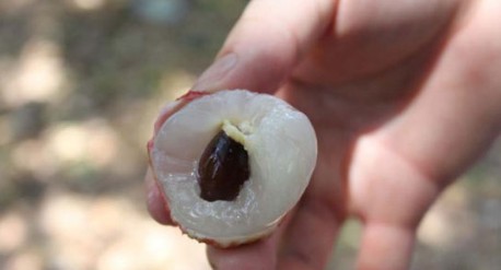 　　這就是傳說中的瓤肉瑩白如冰雪,漿液甘酸如醴酪。大家一下就摘了半筐。