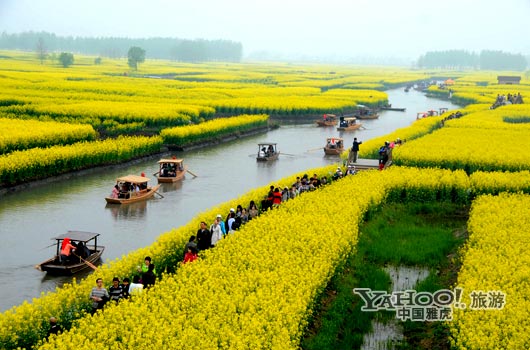 　　興化的油菜花最讓人心醉,因?yàn)闆](méi)有一個(gè)地方能把油菜花和水景結(jié)合得如此到位。(圖片來(lái)源:CFP)