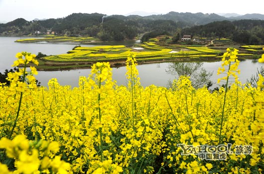 　　成片的油菜花同時(shí)開放,置身于其中,會(huì)感受到色彩給人的震撼和陶醉。(圖片來(lái)源:CFP)