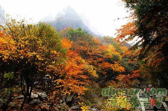 深秋去堯山賞紅葉、泡溫泉、拜大佛