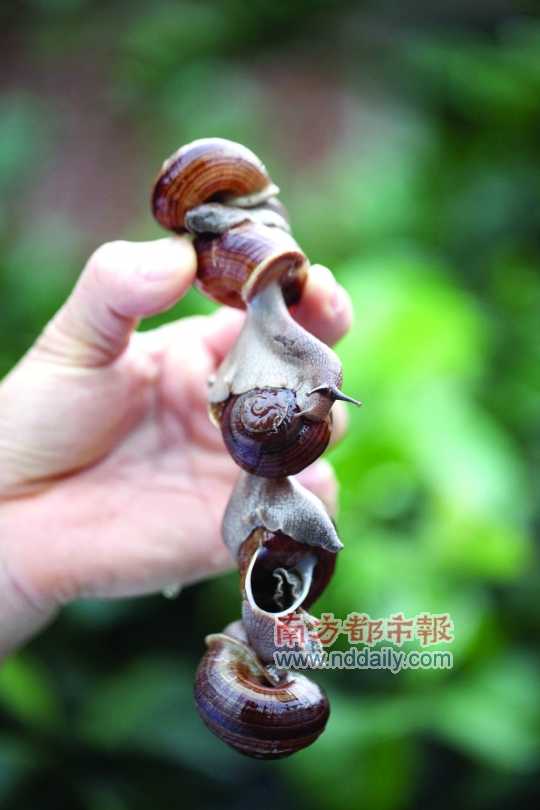 廣西的野生蝸牛追求原汁原味，做法也非常精簡。