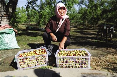 黃驊冬棗與梭子蟹齊名，但很多外地人并不知道它的好。