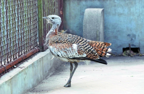 候鳥(niǎo)遷徙引市民關(guān)注 網(wǎng)友：保護(hù)鳥(niǎo)類(lèi)要先了解它們