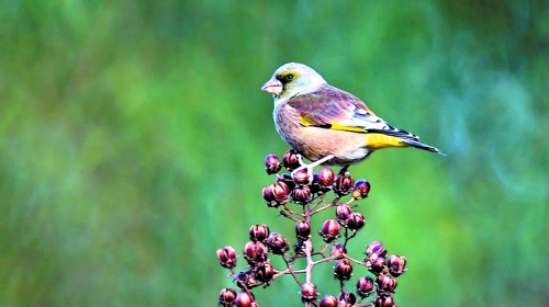 候鳥(niǎo)遷徙引市民關(guān)注 網(wǎng)友：保護(hù)鳥(niǎo)類(lèi)要先了解它們