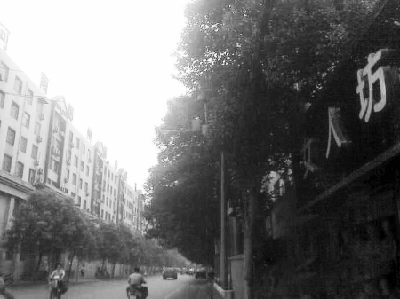 　　樹木枝繁葉茂，幾乎完全擋住紅綠燈 網(wǎng)友供圖