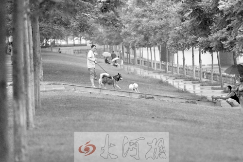 惡犬傷人事件頻發(fā)急需相關(guān)部門(mén)立法