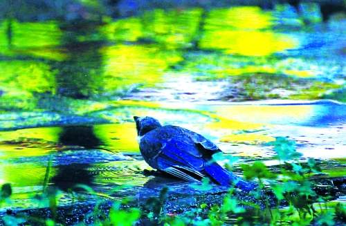 昨天，離三伏結束還有5天，鄭州、洛陽拉響“紅色警報”