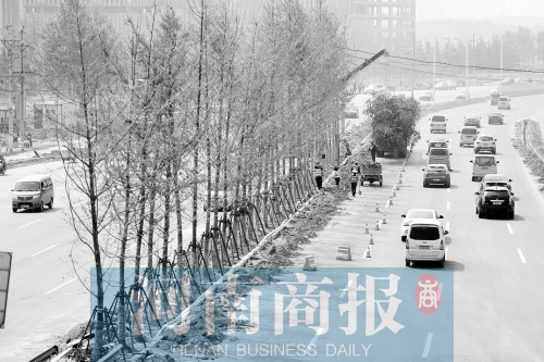 　西三環(huán)化工路，工人正在車道中間種植銀杏樹