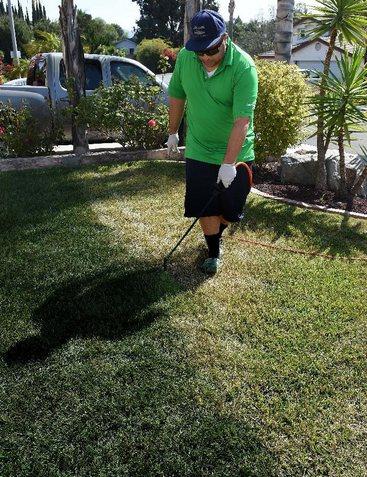 加州一市民正在為草地翻新“整容”。