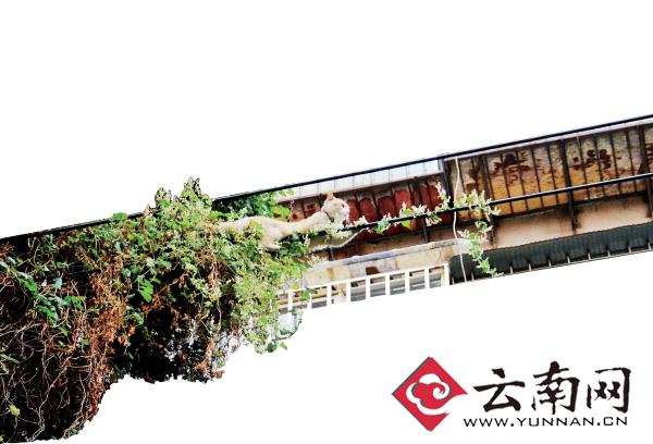 小貓下樹，但小貓就是不下來，反而爬到了一根緊貼著樹的電線上。