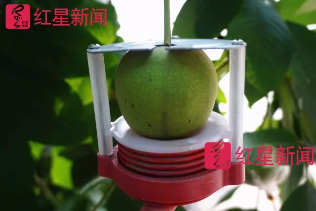 文玩核桃遇冷由幾萬(wàn)一對(duì)降到5元沒(méi)人要？商戶否認(rèn)