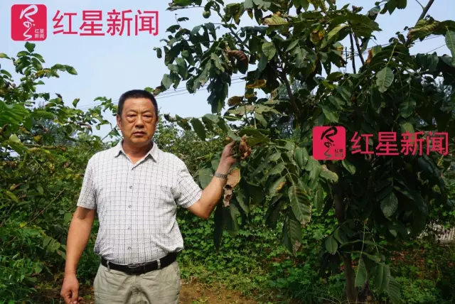 文玩核桃遇冷由幾萬(wàn)一對(duì)降到5元沒(méi)人要？商戶否認(rèn)