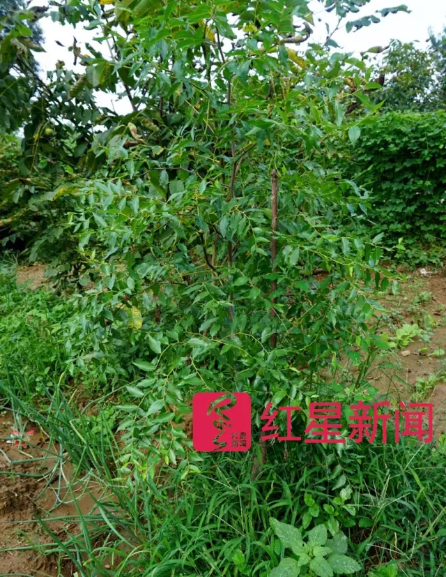 文玩核桃遇冷由幾萬(wàn)一對(duì)降到5元沒(méi)人要？商戶否認(rèn)