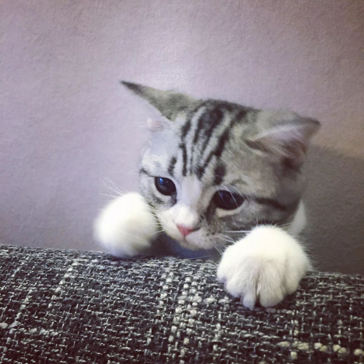 一只虛擬寵物貓叫價13億元？云養(yǎng)貓成真