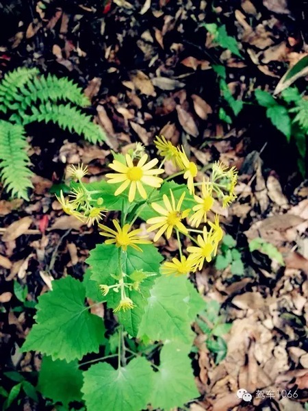 不僅有樹，還有美麗的小花花！