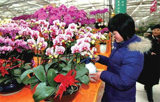 春節(jié)即將來臨，蝴蝶蘭依舊是節(jié)日花卉市場上最吸引眼球的品種，但銷量沒有去年同期好