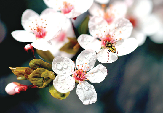 山杏報(bào)春，蜜蜂出動(dòng)